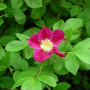 dog-rose_th.png