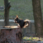 squirrel_th.png